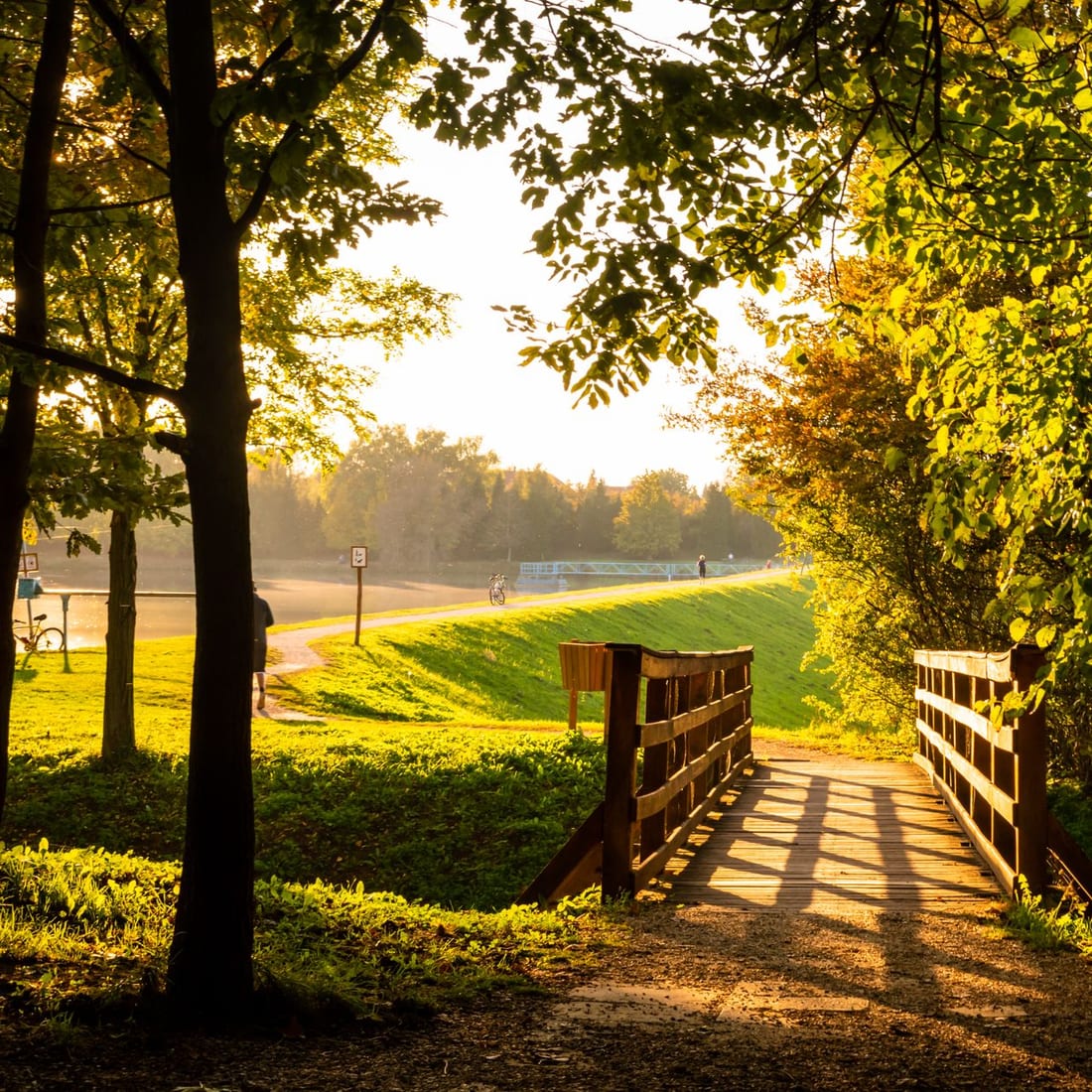 A leafy tree-lined path in warm morning light